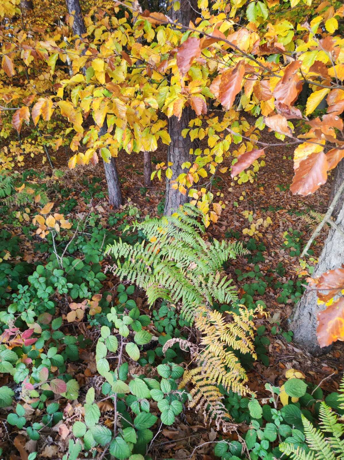 WhatsApp Image 2025-11-05 at 09.36.49