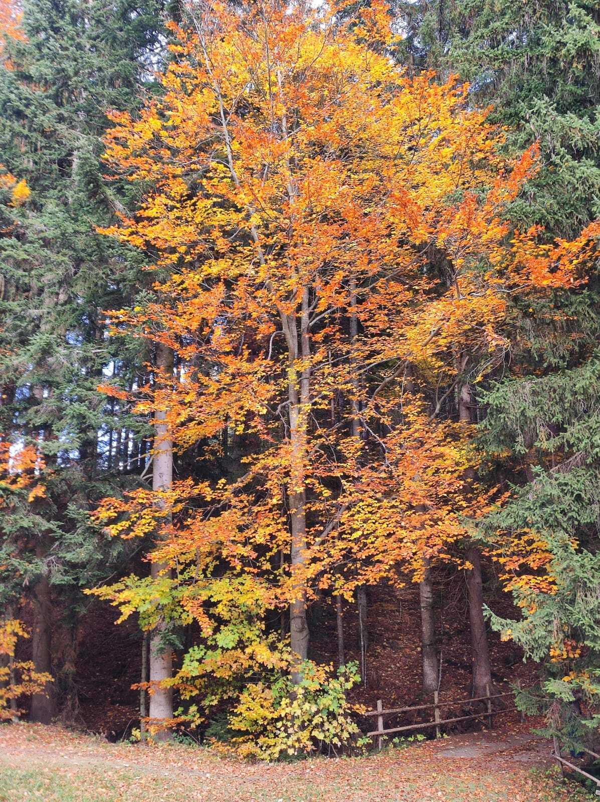 WhatsApp Image 2025-11-05 at 09.36.50